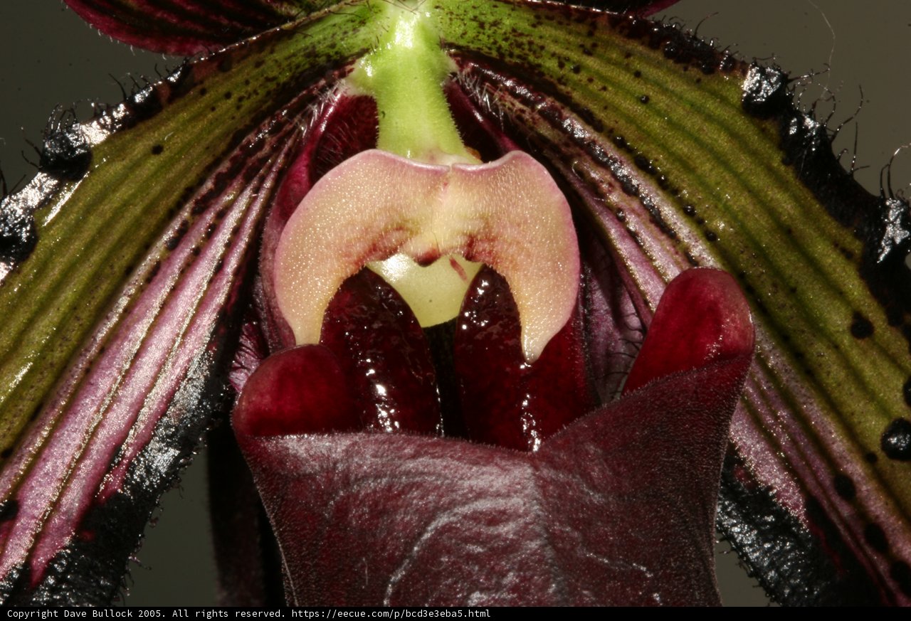 The Hungry Orchid