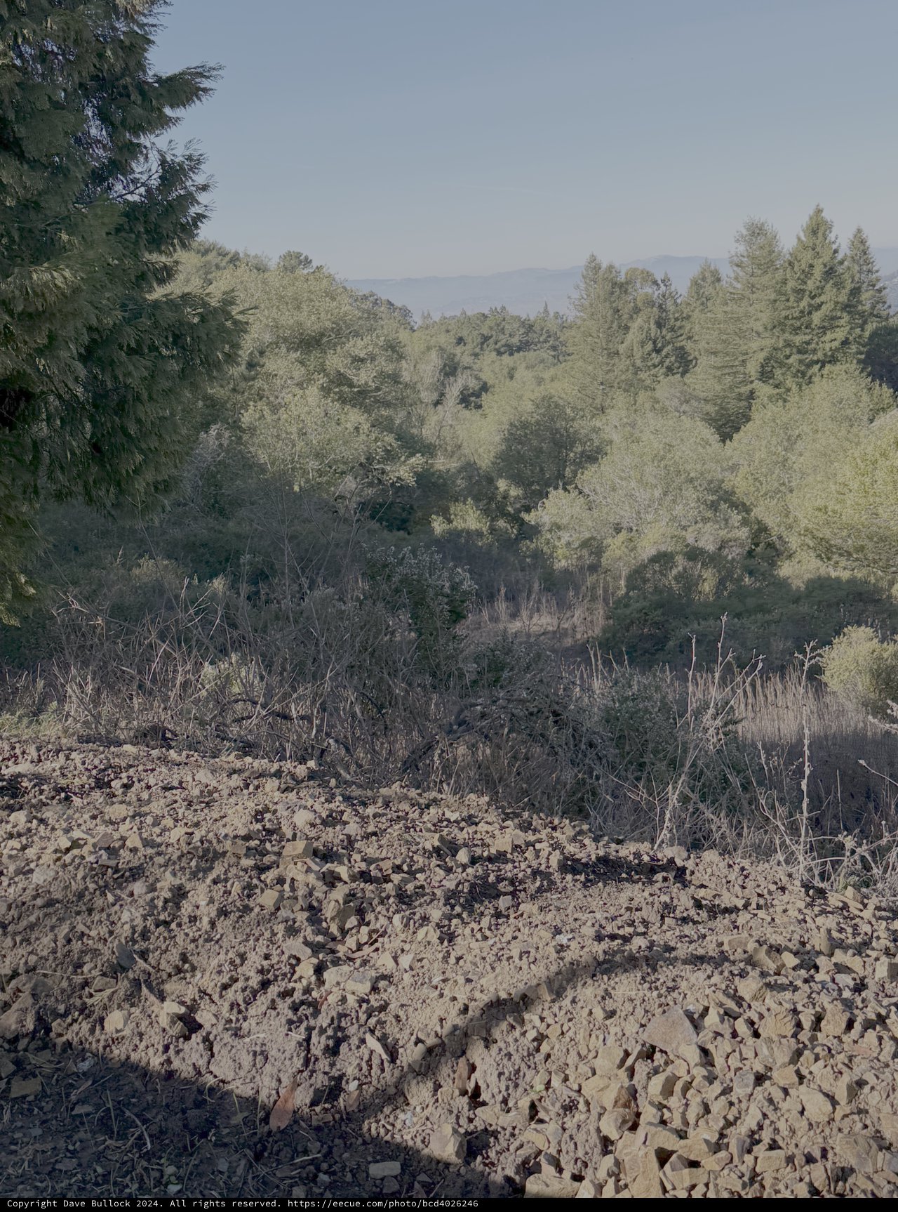 Rocky Terrain with Dense Forest Backdrop