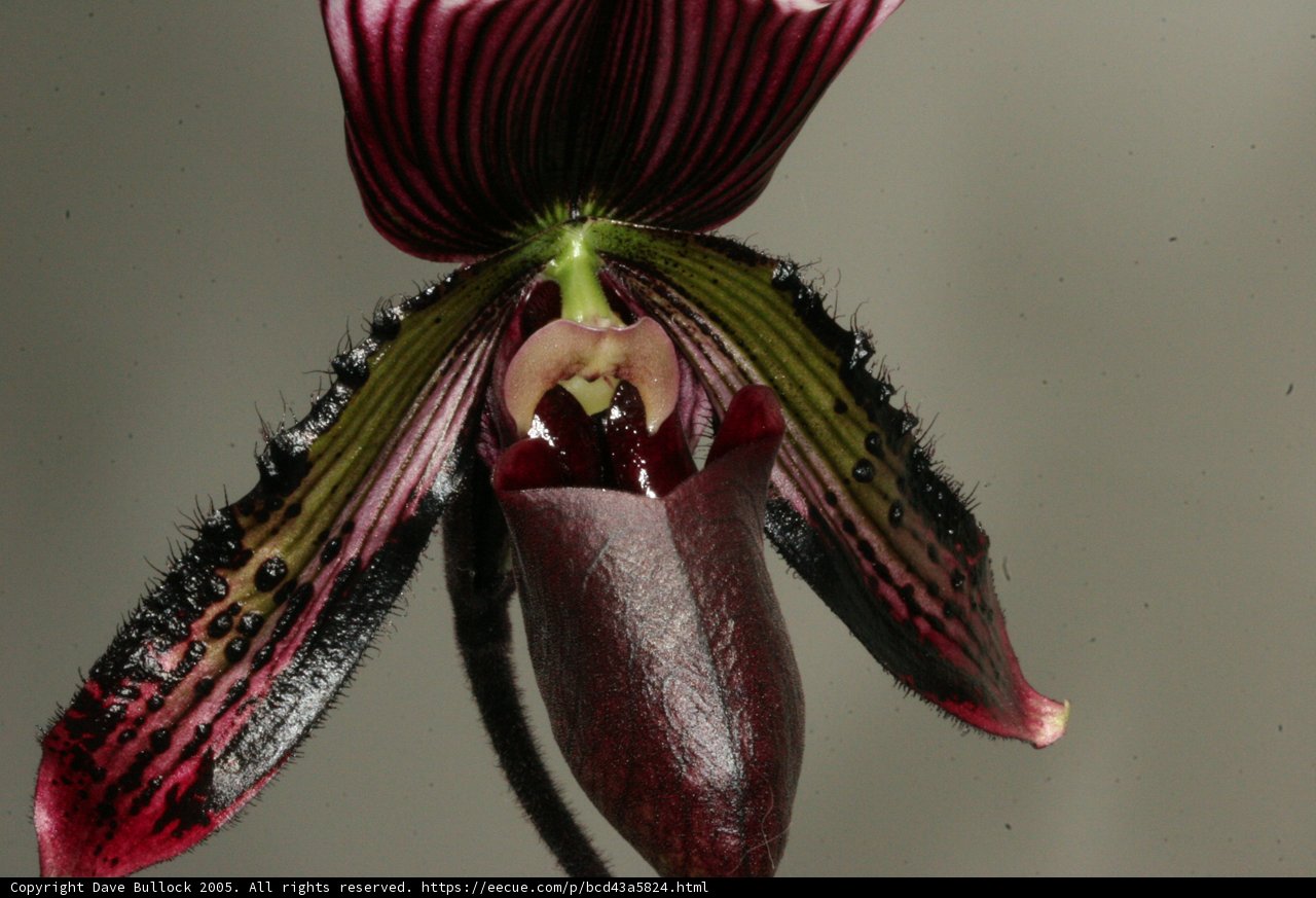 Red and Black Orchid Blooms
