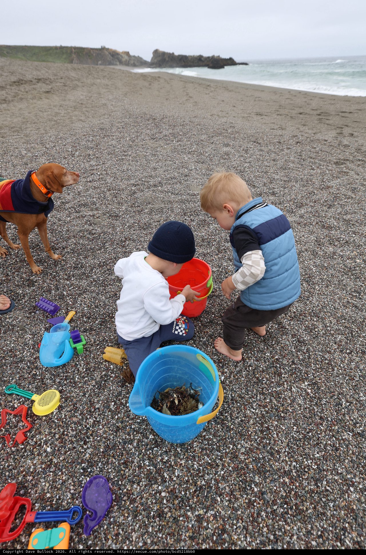 Two Toddlers Exploring Beach Treasures with Family Dog