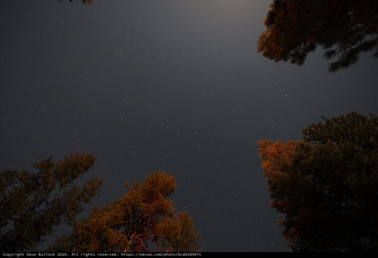 Star-Filled Night Sky Over Lassen Pine Forest