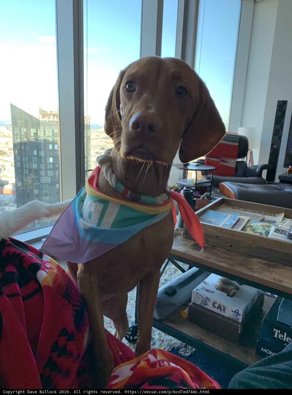 Rainbow Hound