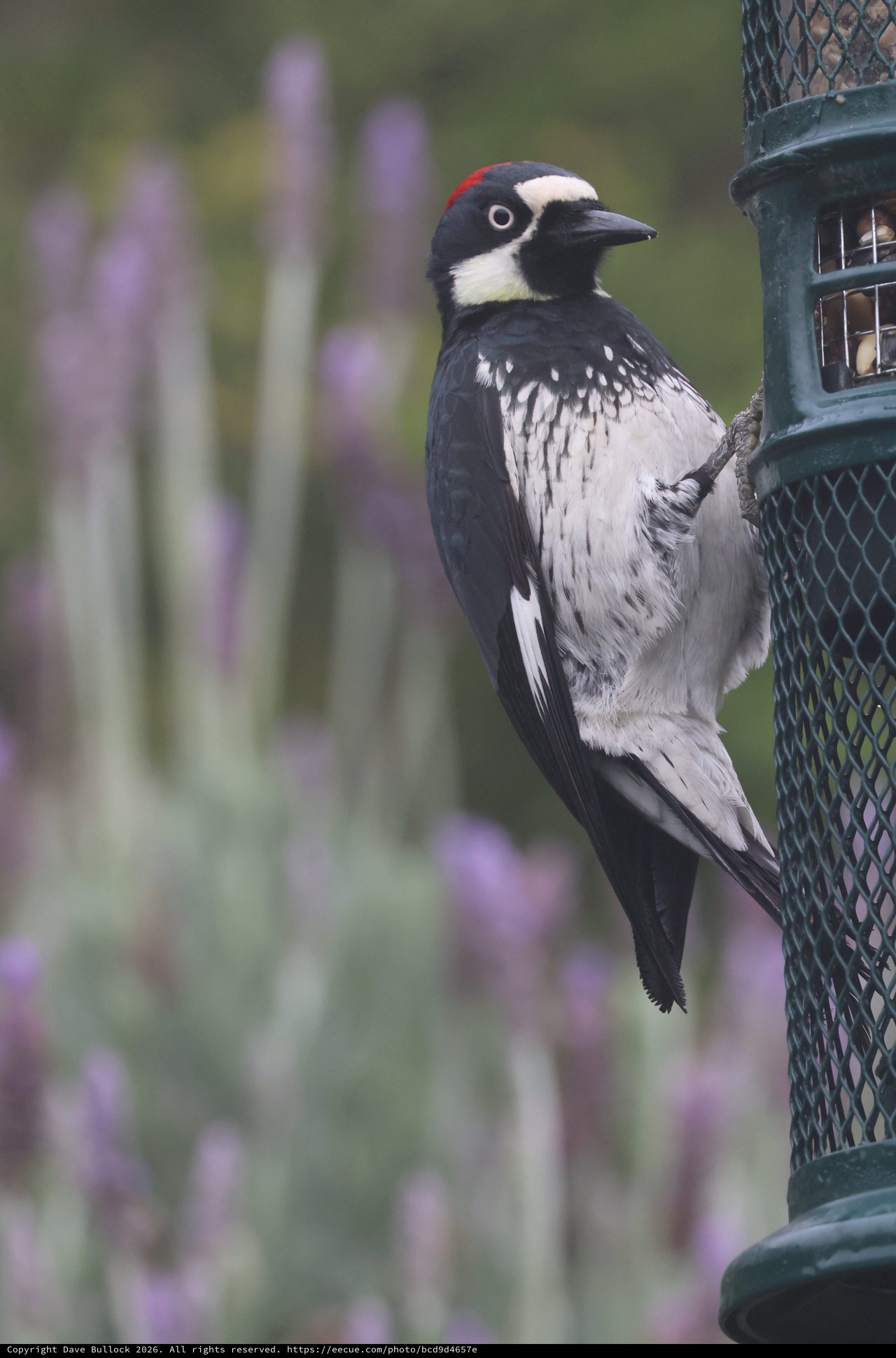 Acorn Woodpecker Feeding at Garden Bird Feeder