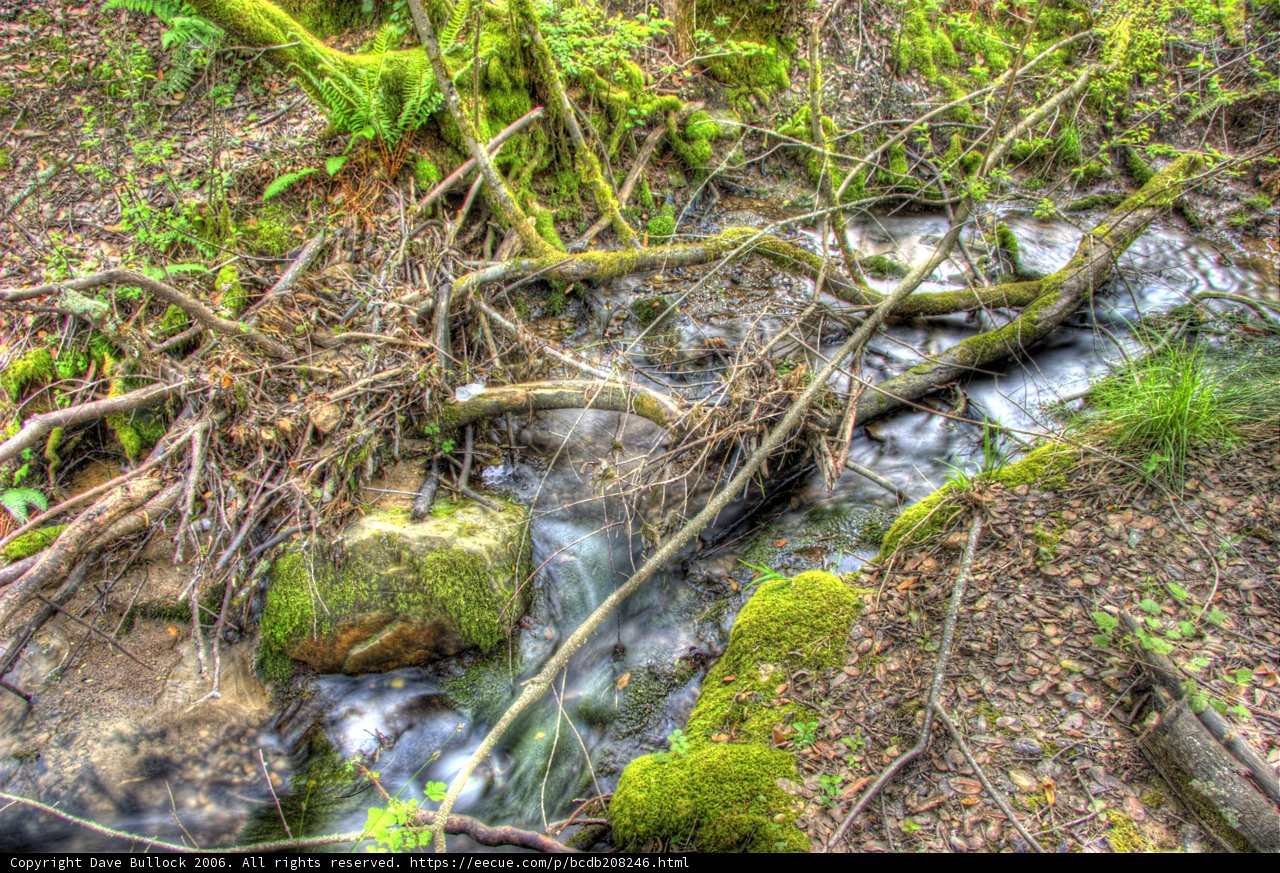 Serene Stream in the Forest