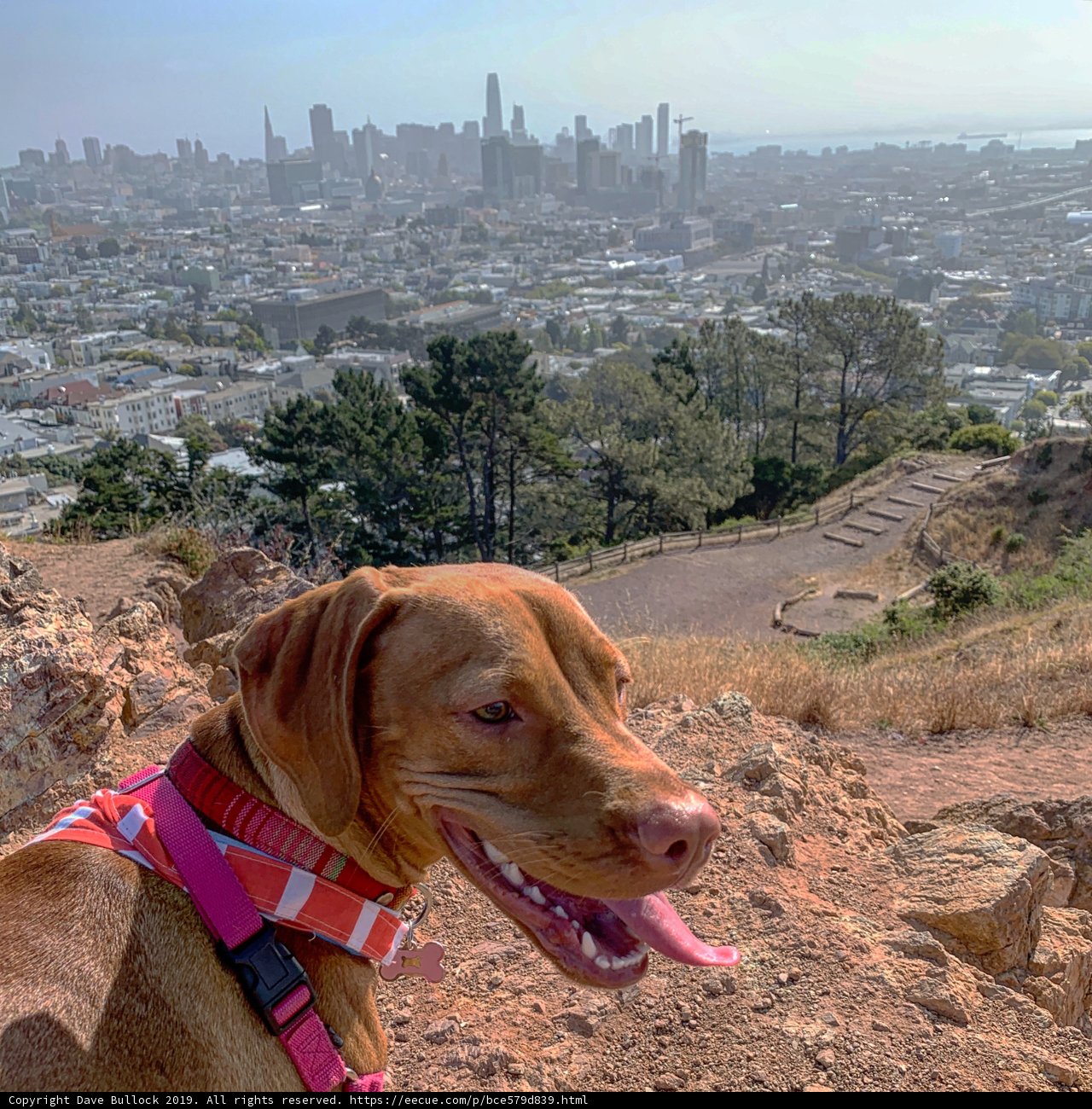 Canine in the Urban Jungle