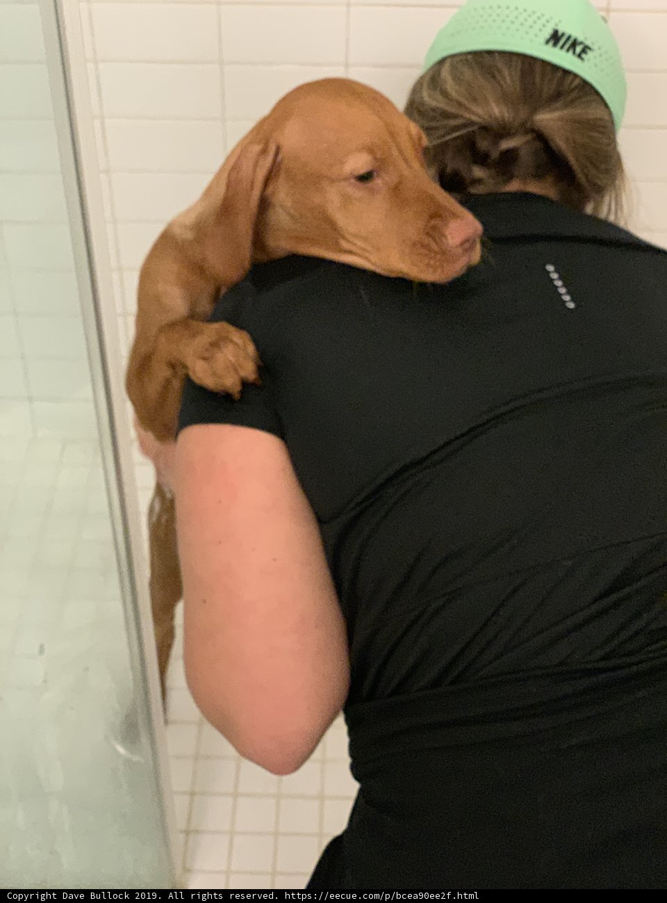 Sudsy Canine Cleanup