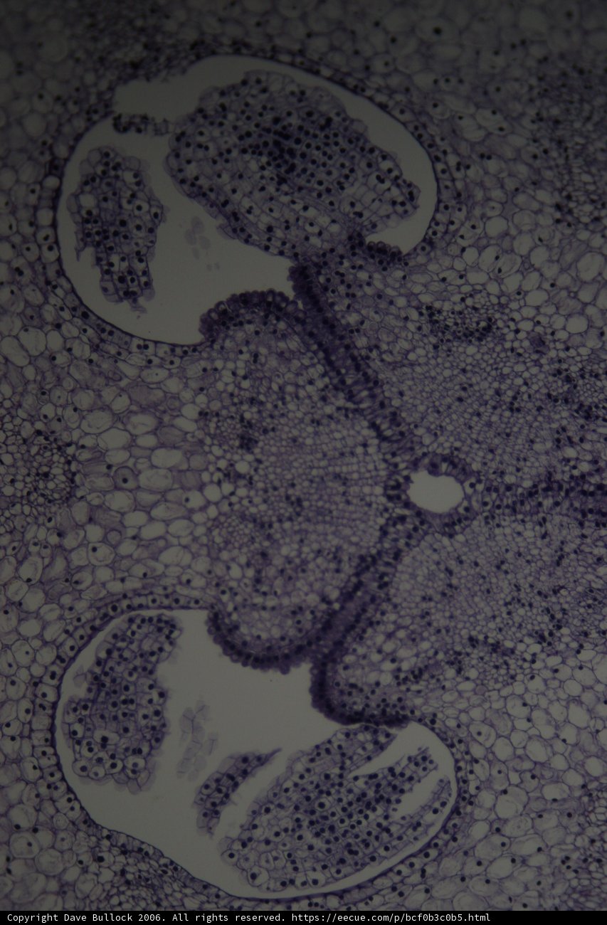 The Hole in the Cell