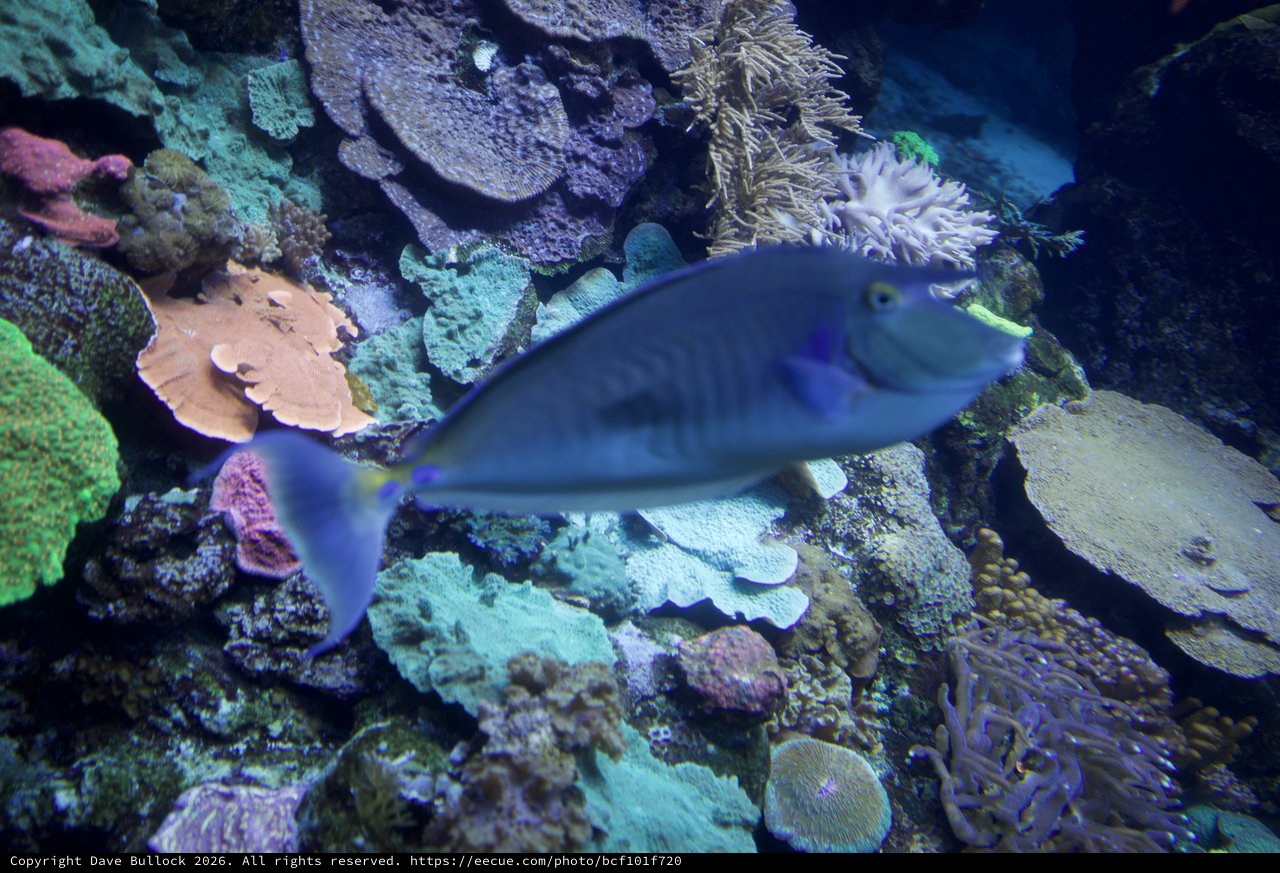 Blue Fish Swimming Through Vibrant Coral Reef