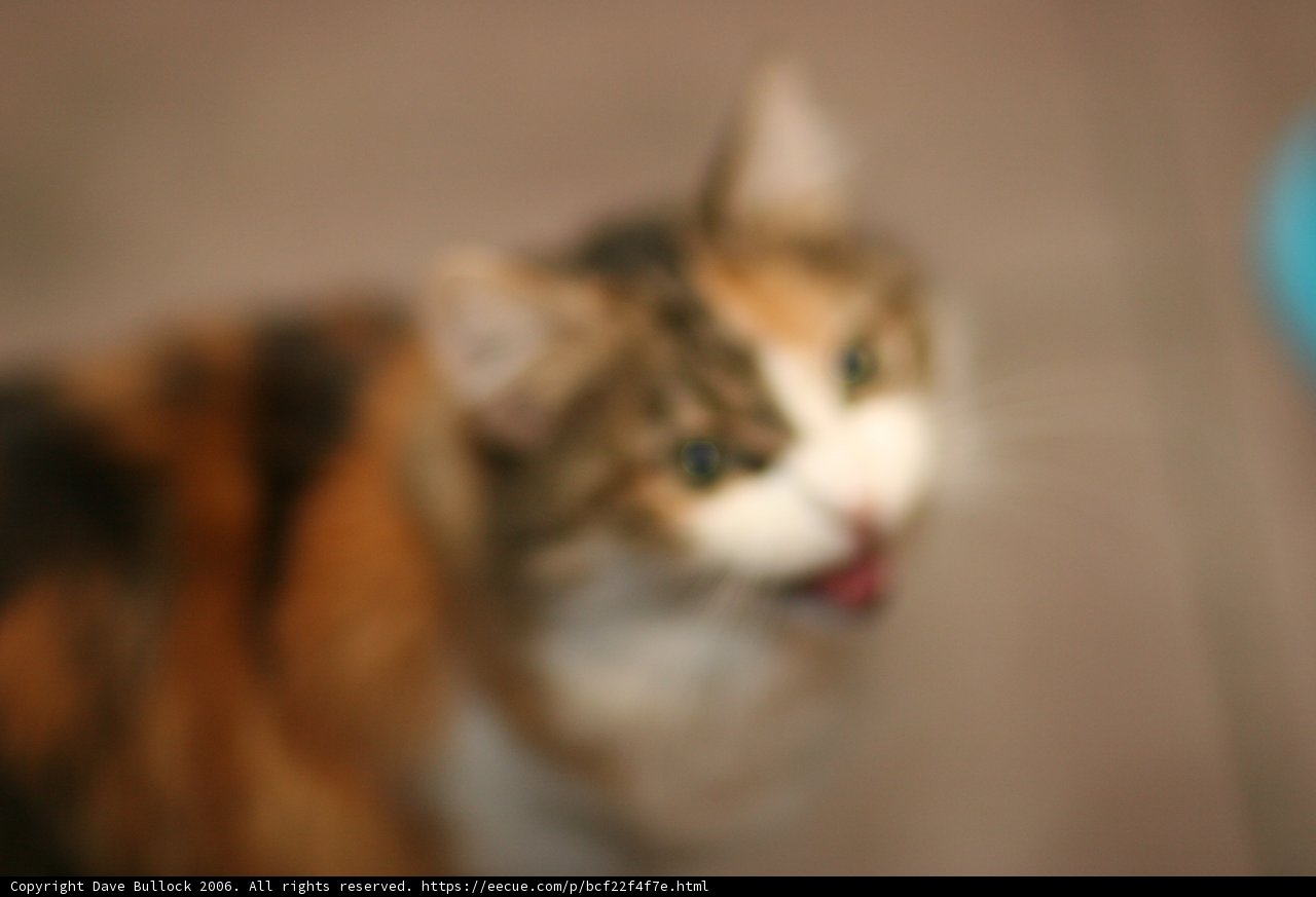 Furry Blur