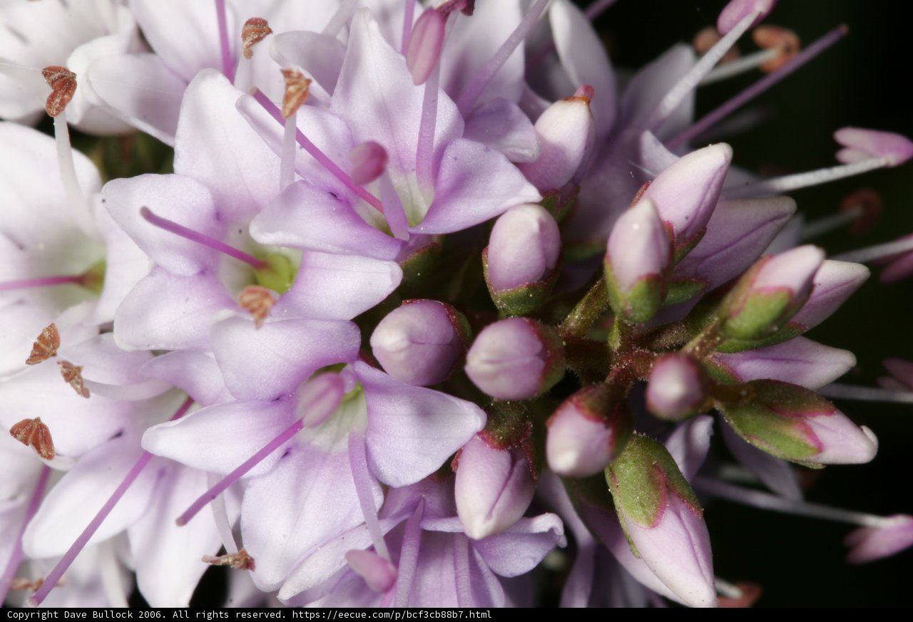 Geranium in Bloom