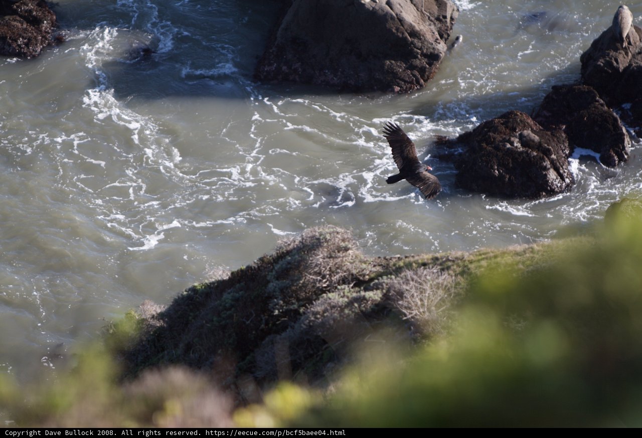 Black Bear Swimming in the Ocean