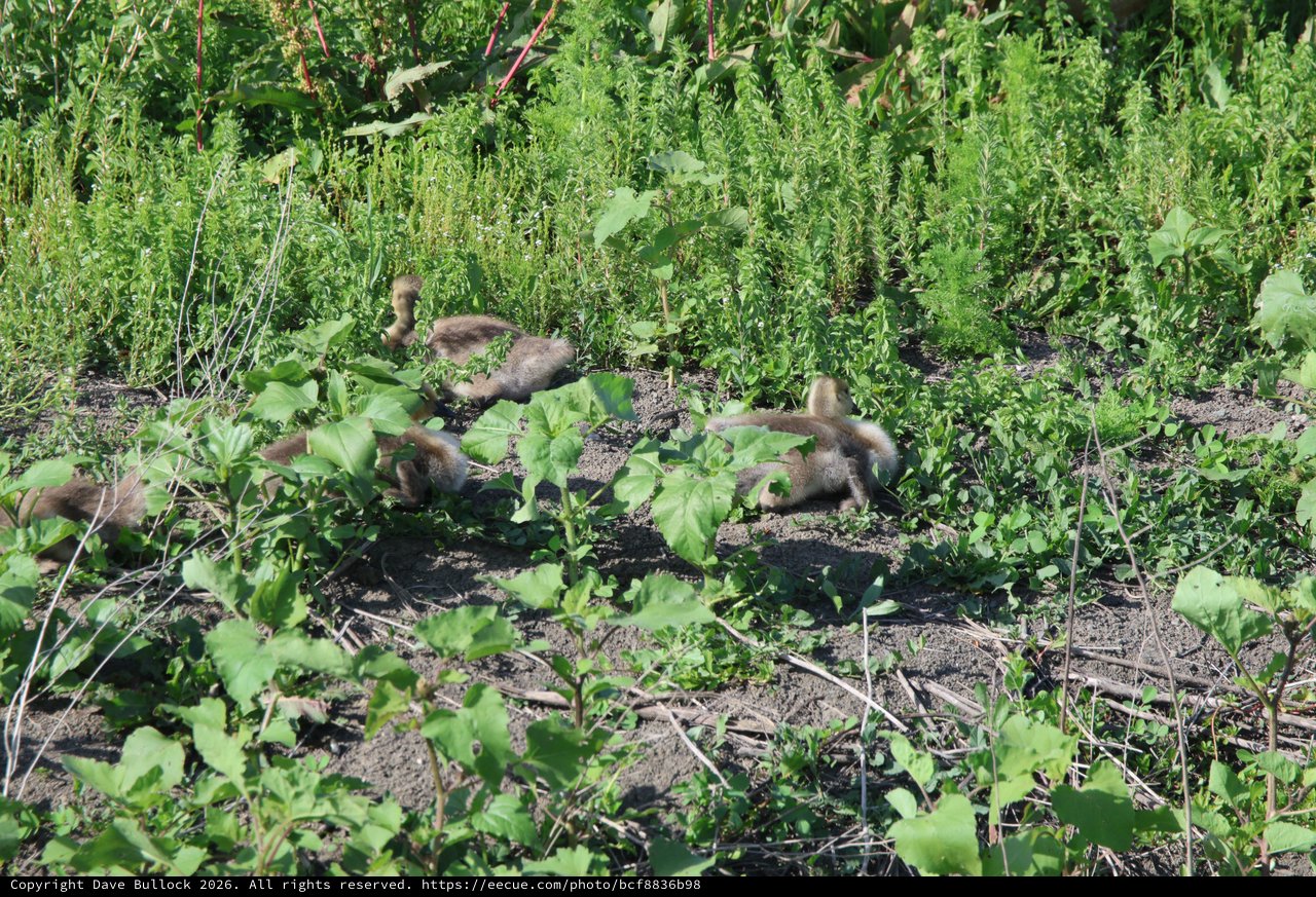 Young Goslings Foraging Among Garden Vegetation at Yolo Bypass