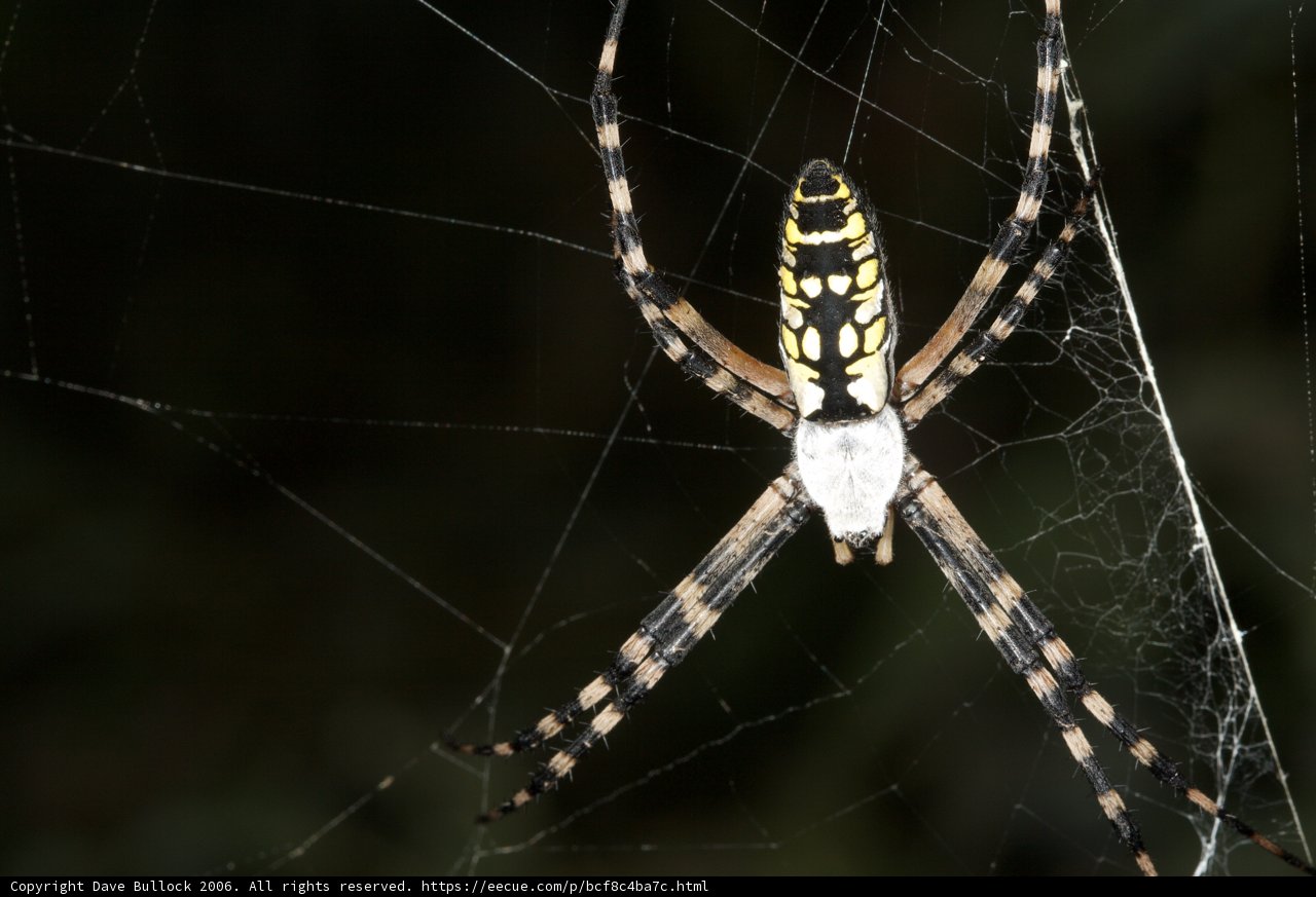 Garden Spider in its Web