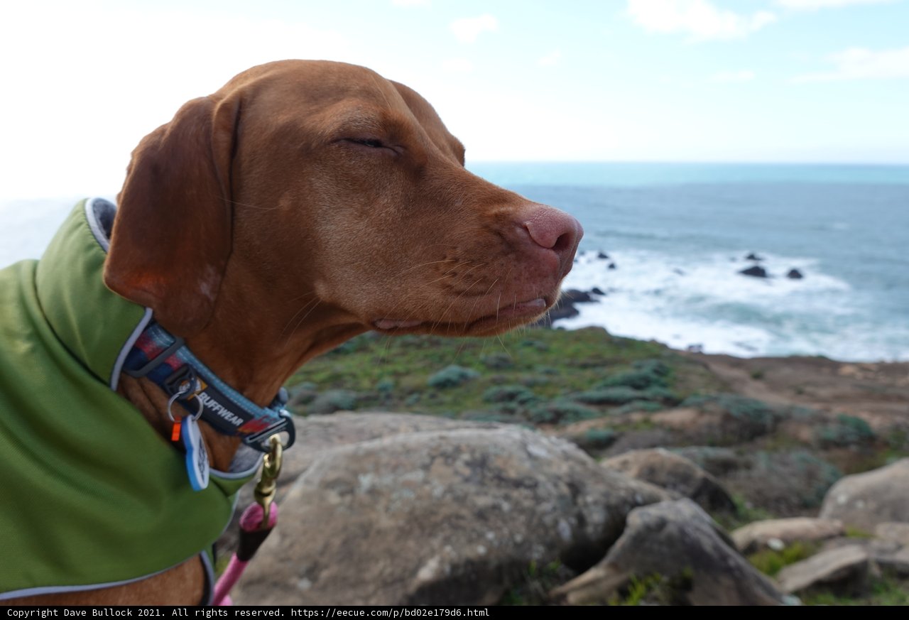 The Stylish Vizsla