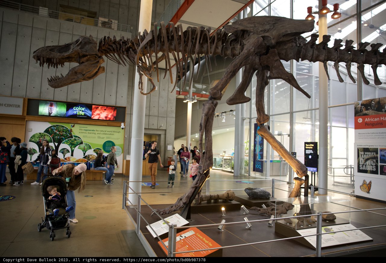 Roaring Through Time: Dinosaur Exhibit at the Academy of Sciences.