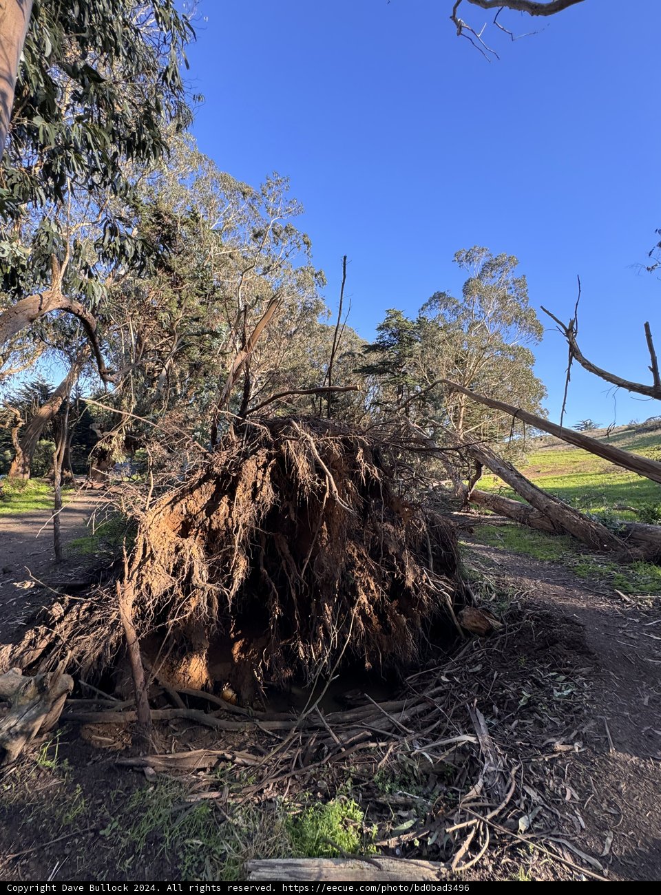 The Fallen Giant in McLaren Park