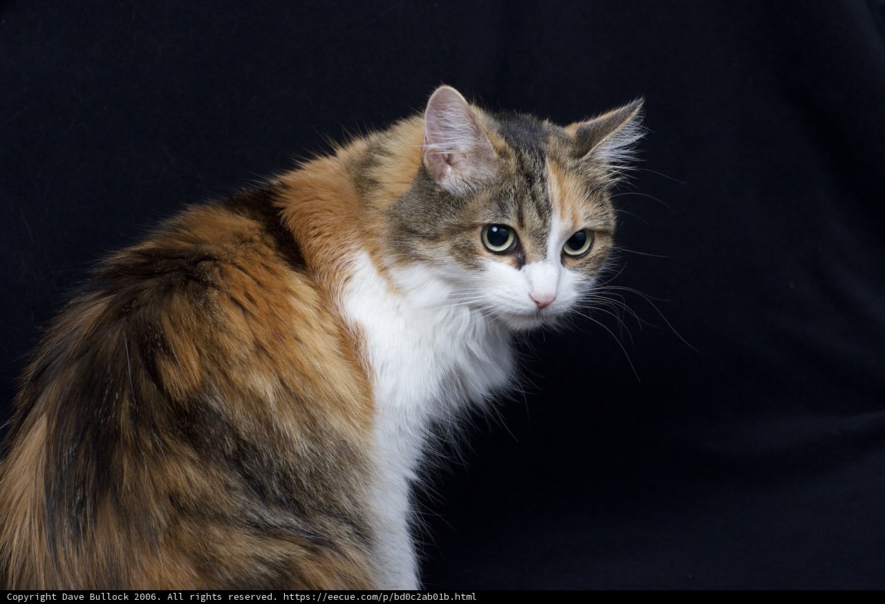 Calico Cat on Black