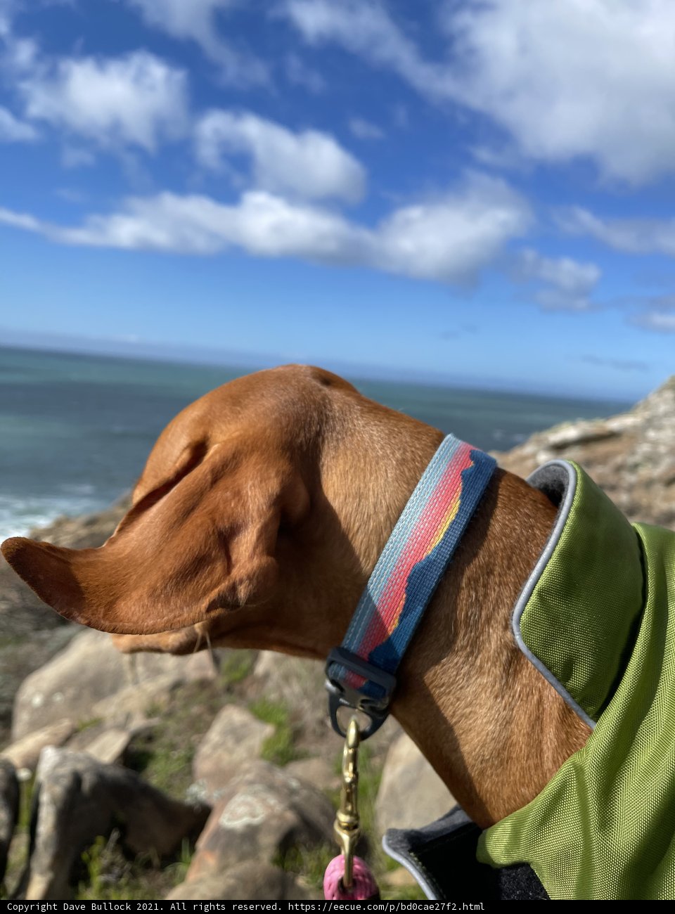 A Vizsla's View of the California Coastline