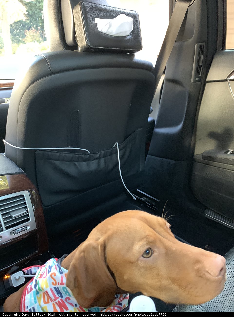 Cozy Companions on the Road