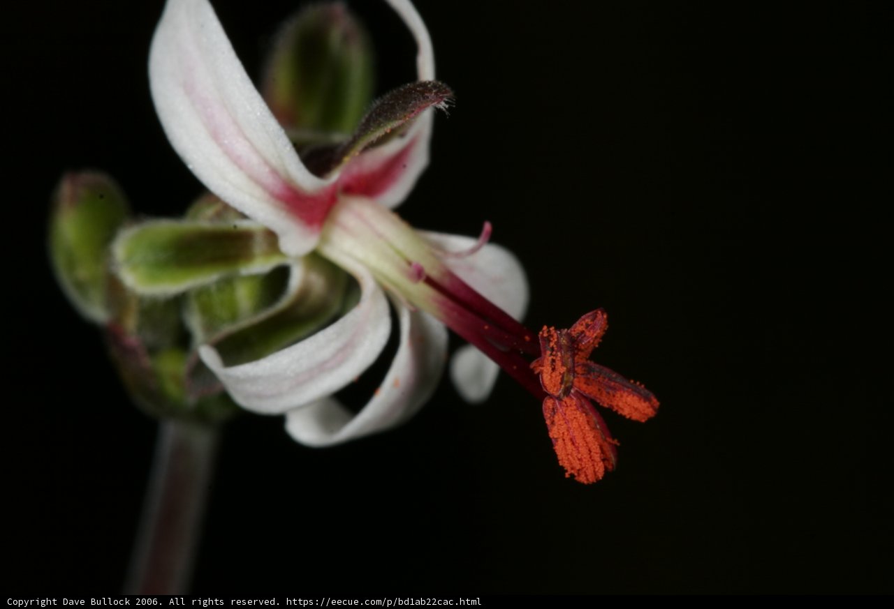 Red and White Petal Flower Close-up