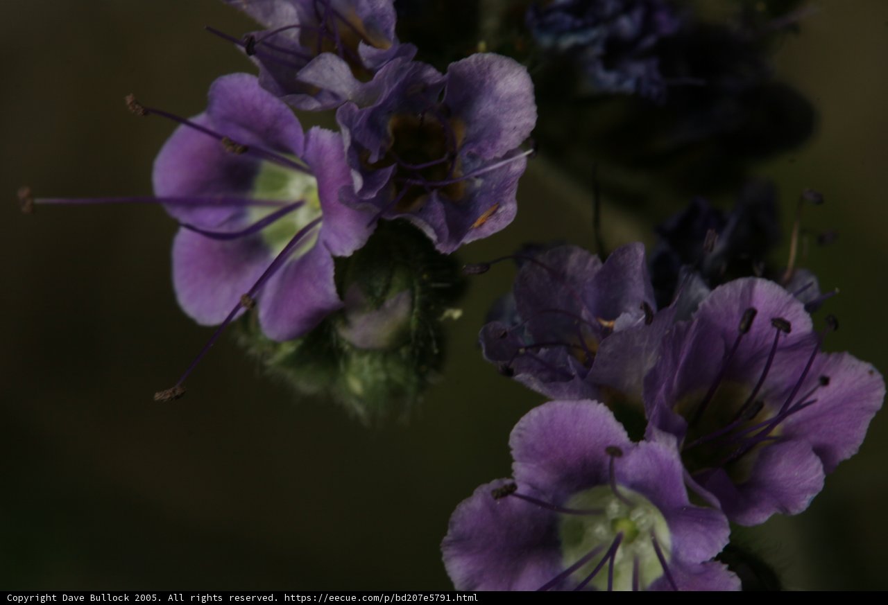 Midnight Bloom