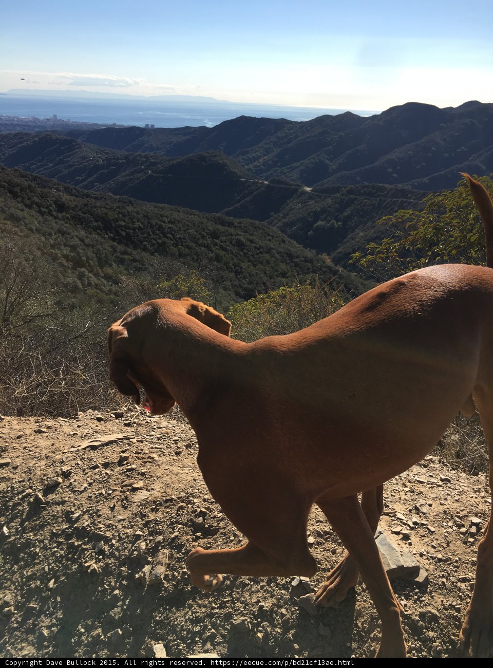 Final Dog Photo