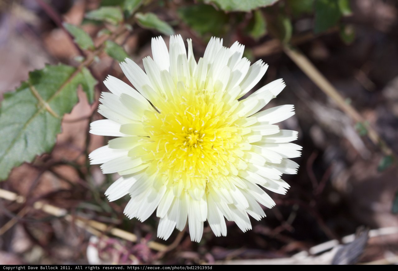 Vibrant Daisy