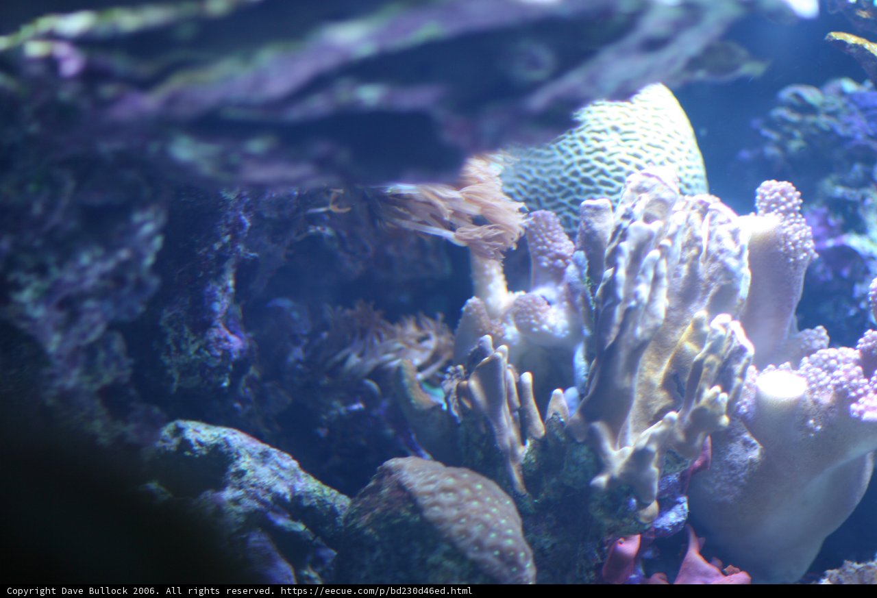 A Colorful Display of Life Underwater
