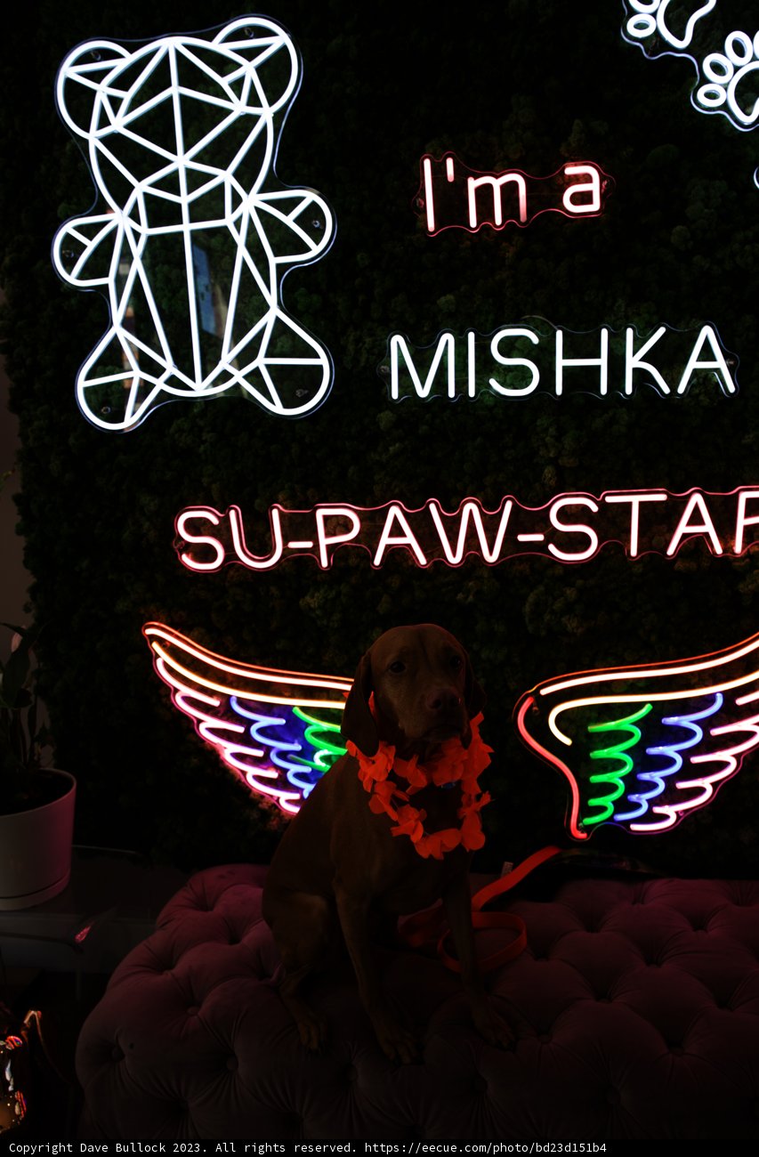 Neon Vibes with Furry Friend