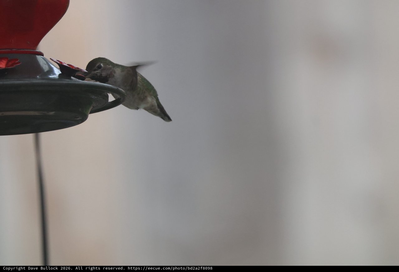 Anna's Hummingbird Feeding at Backyard Feeder