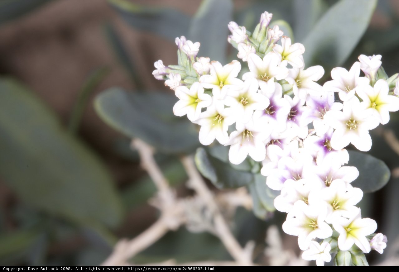 Delicate Beauty