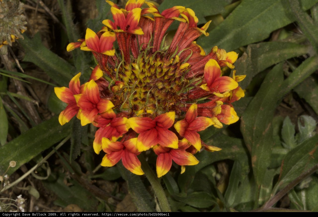 Shades of Red and Yellow