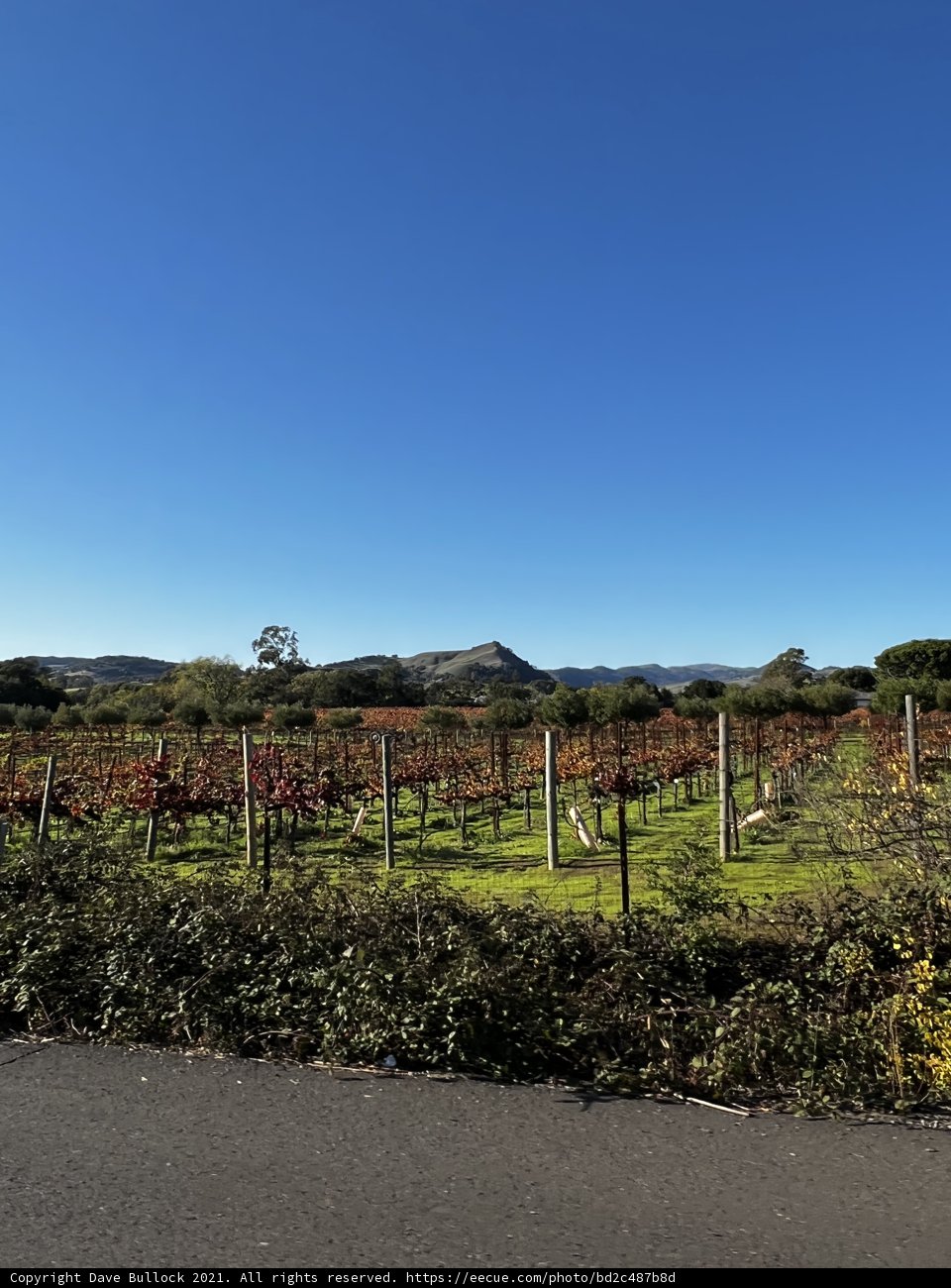 Serene Vineyard in Napa