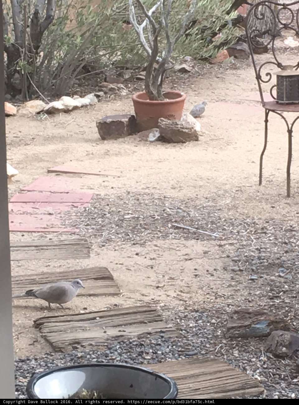 Bird on Rock in Decorative Yard