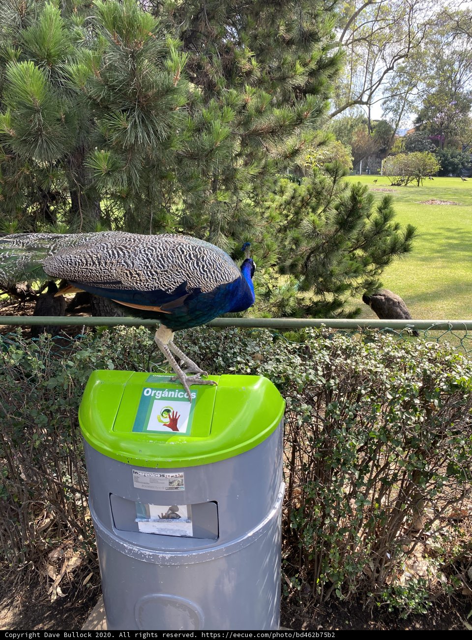 The Peacock and the Trash Can