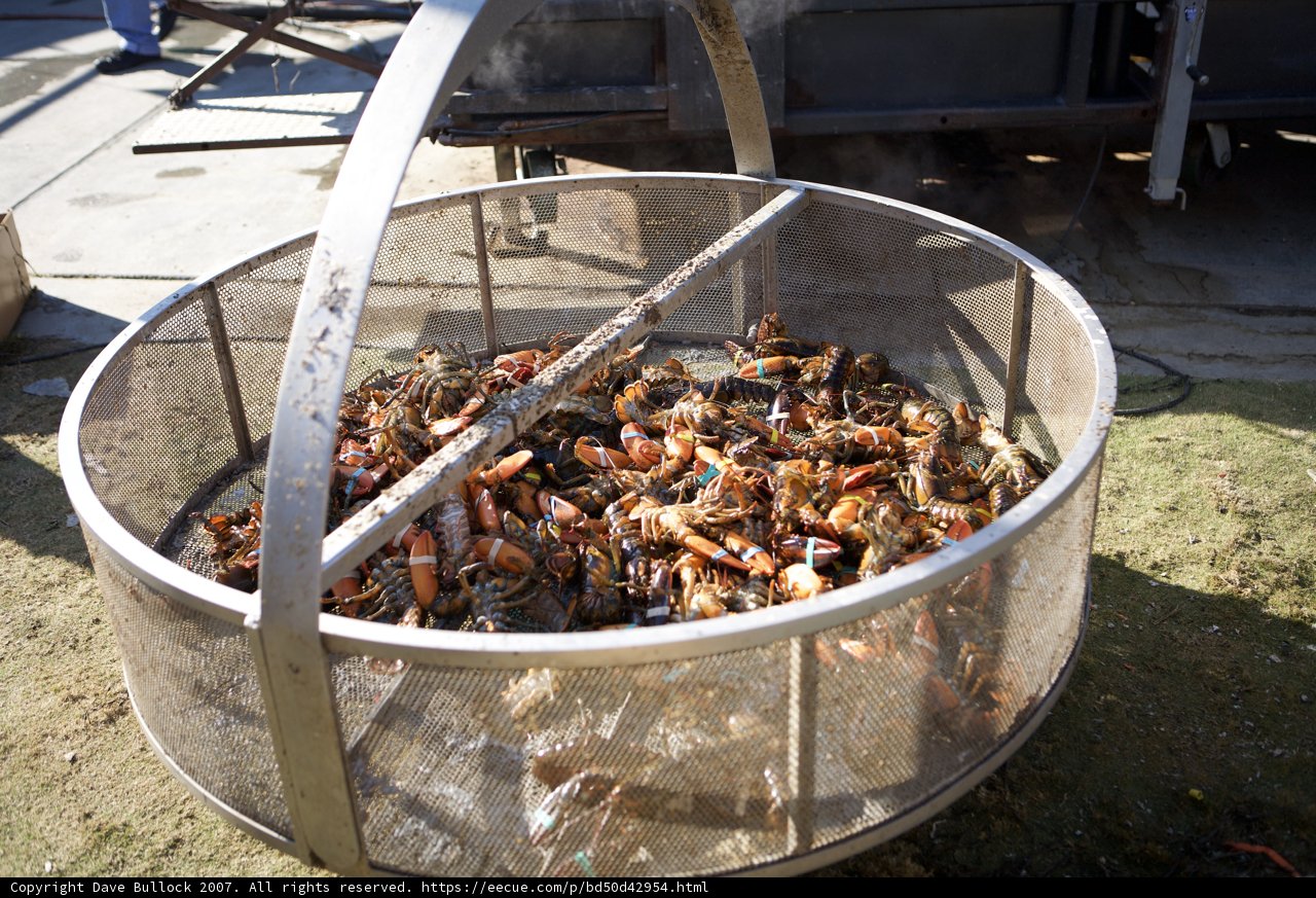 Crab Feast at the Lobster Festival