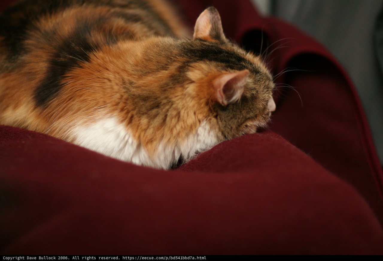Feline Relaxation on a Cozy Red Blanket