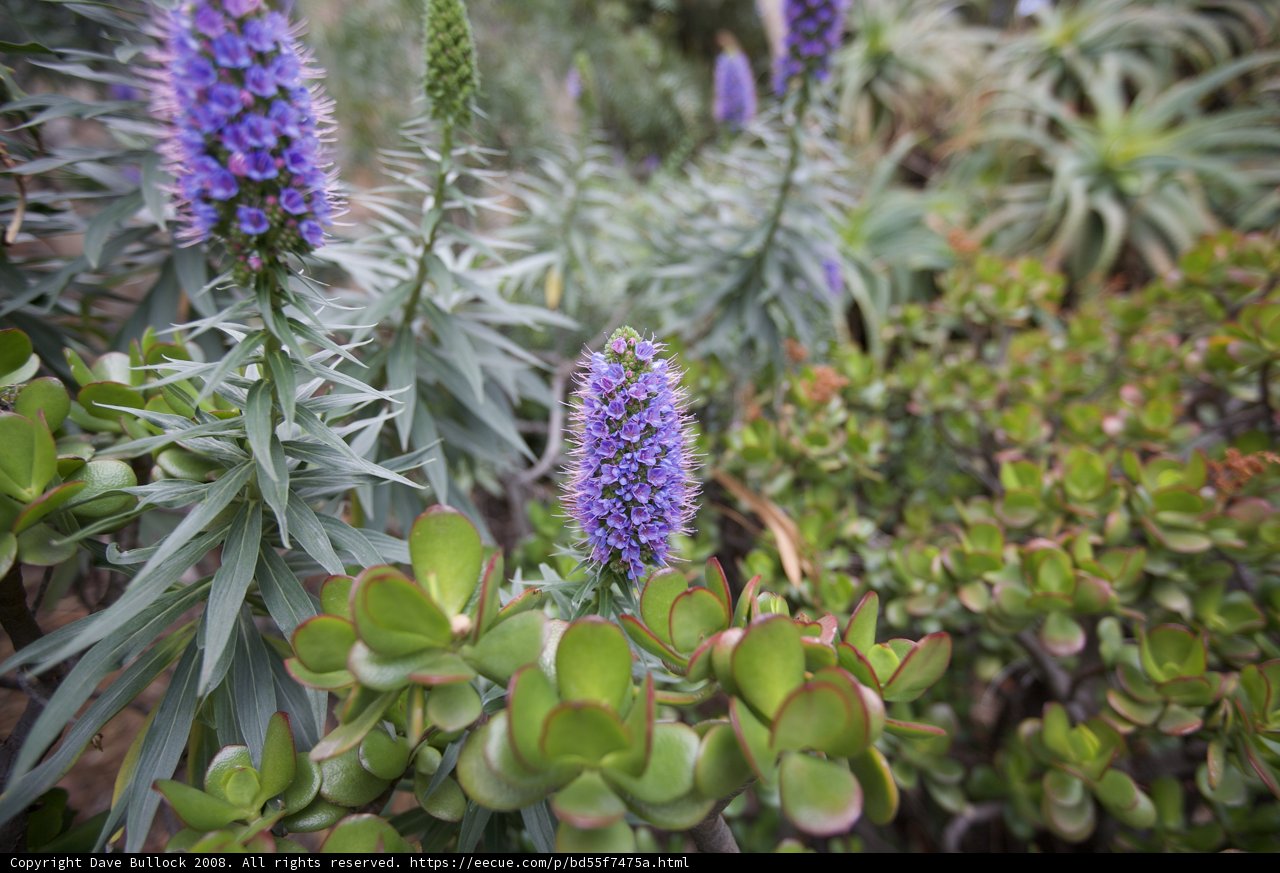 Lupin Flower Amidst Lush Green Foliage