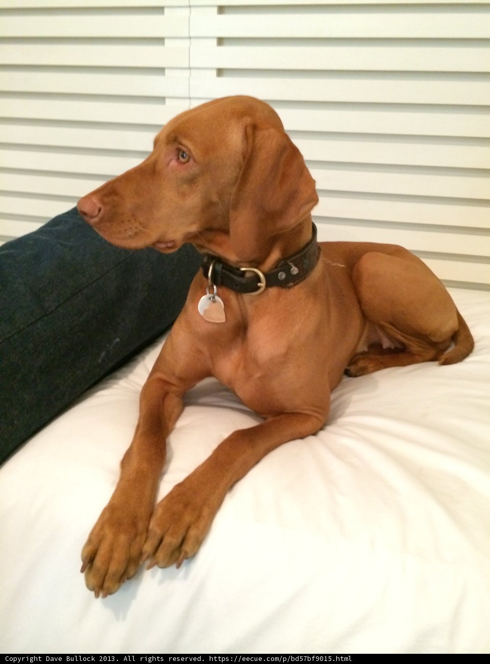 Furry Friend Relaxing on Bed