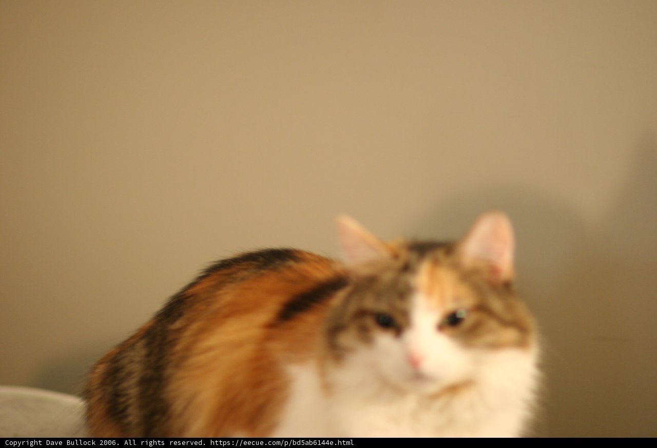 Resting Feline