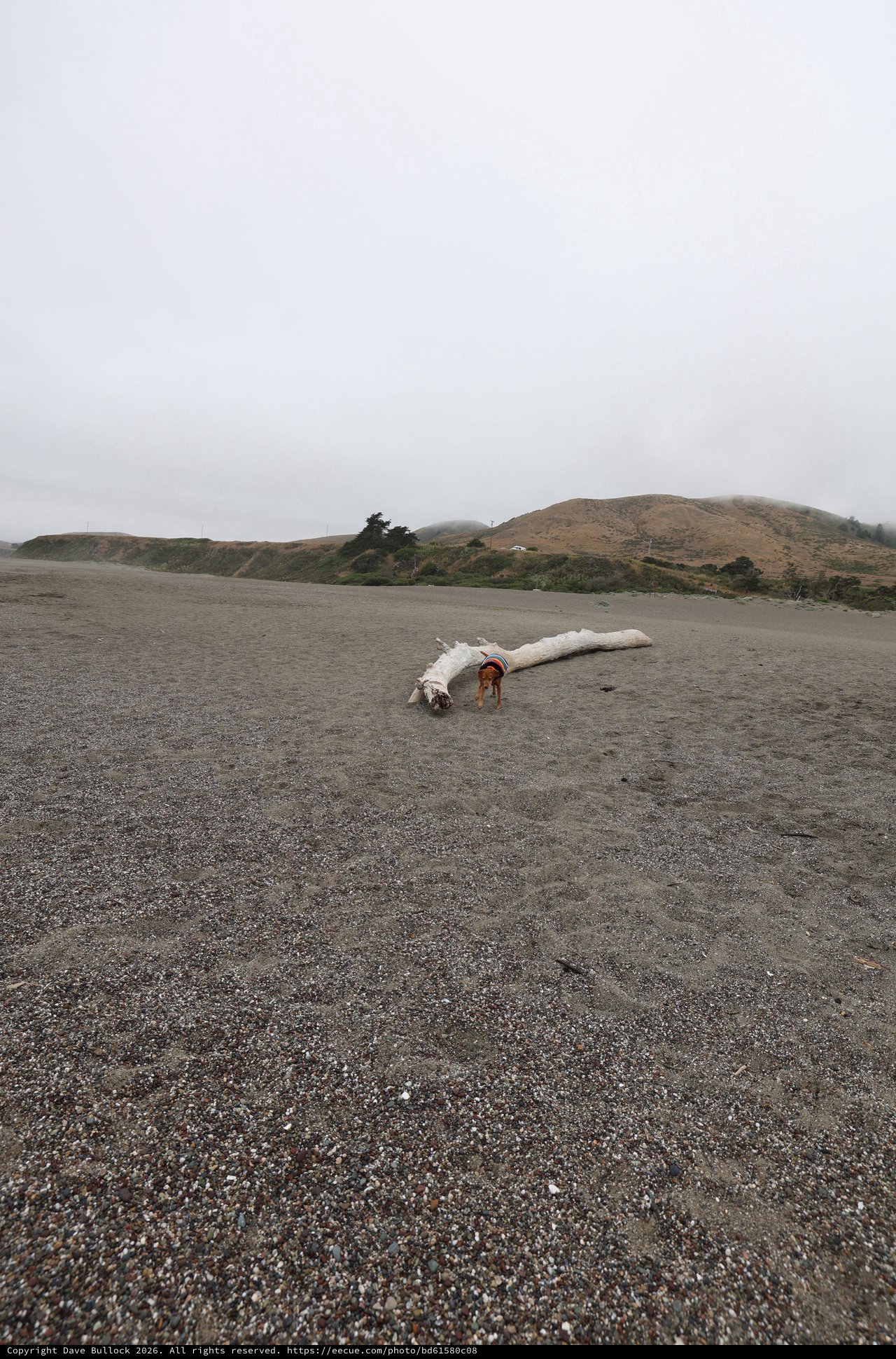 Dog Explores Driftwood on Foggy Northern California Beach