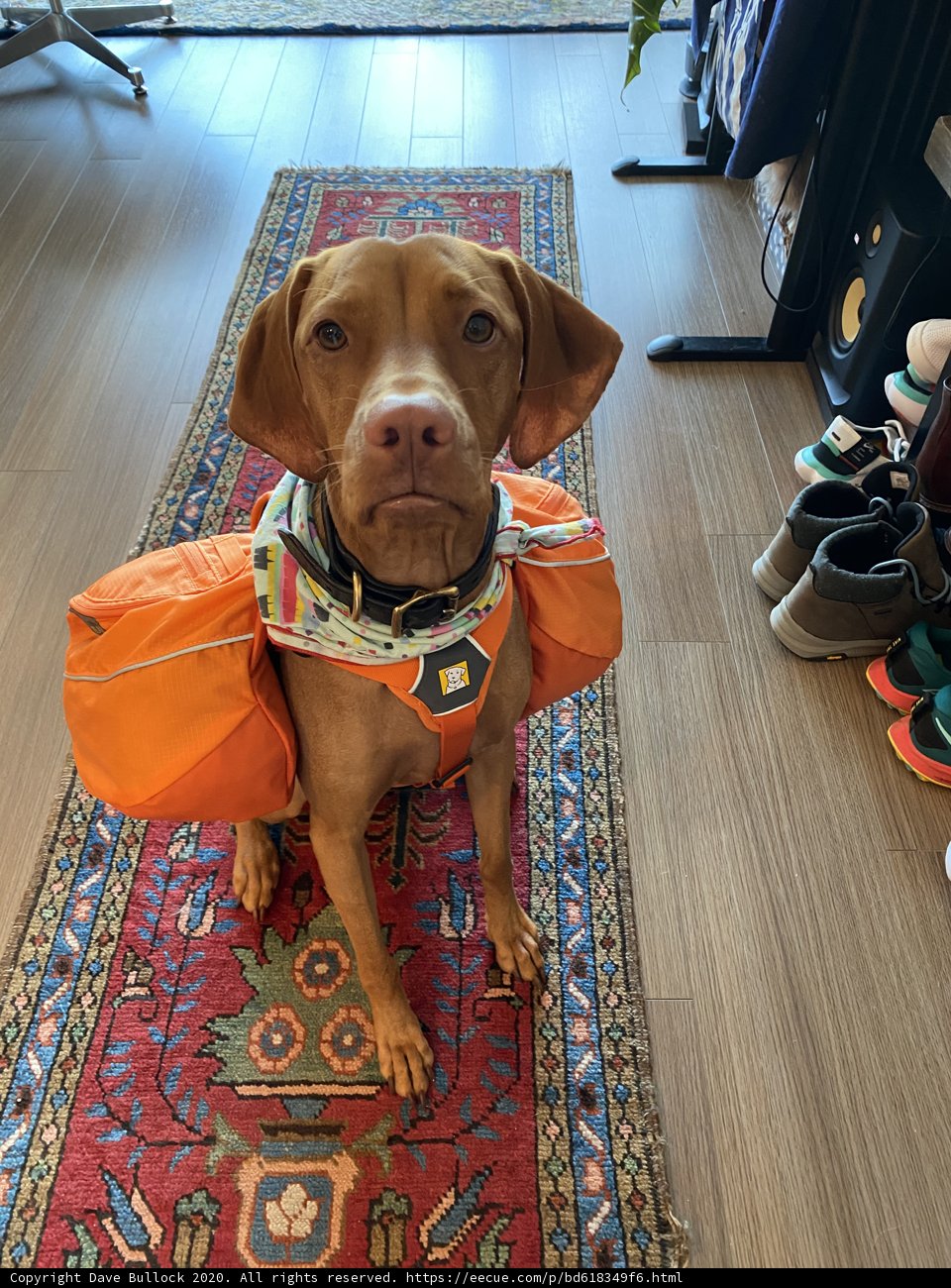 Backpacking Beagle