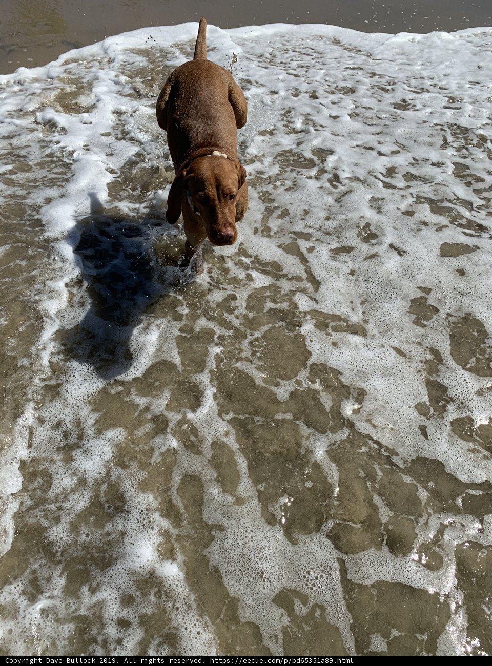 Beach-bound Vizsla