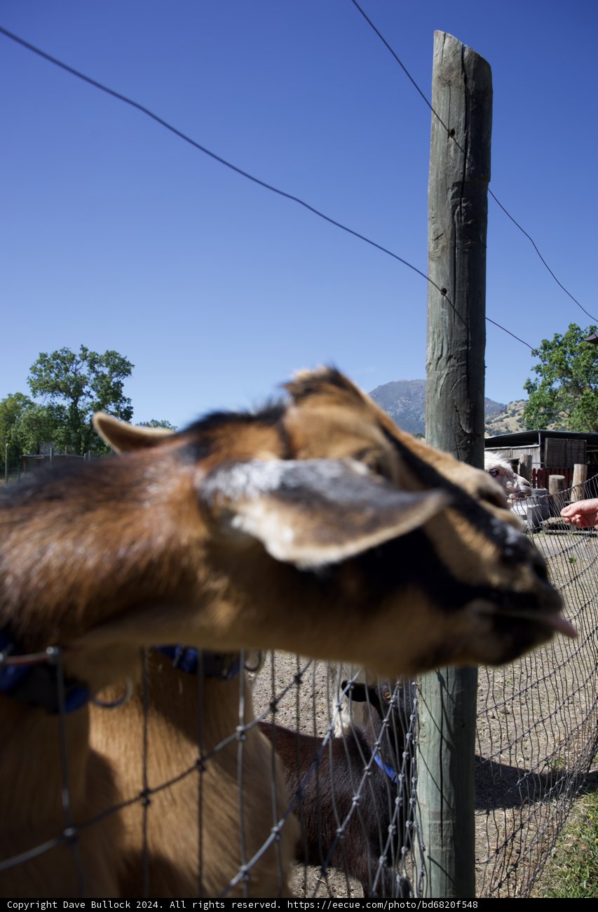 Curious Encounter at Calistoga
