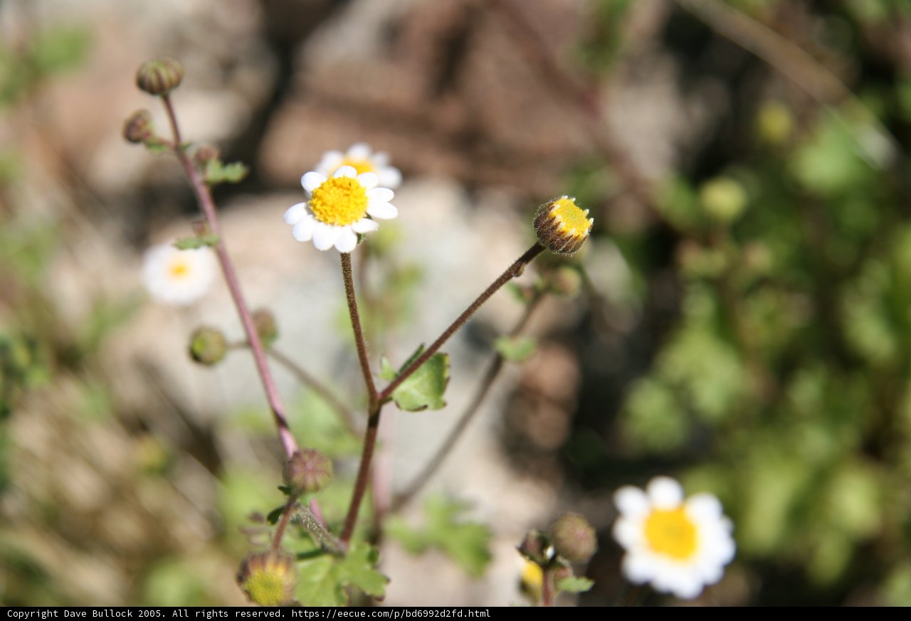 The Delicate Daisy