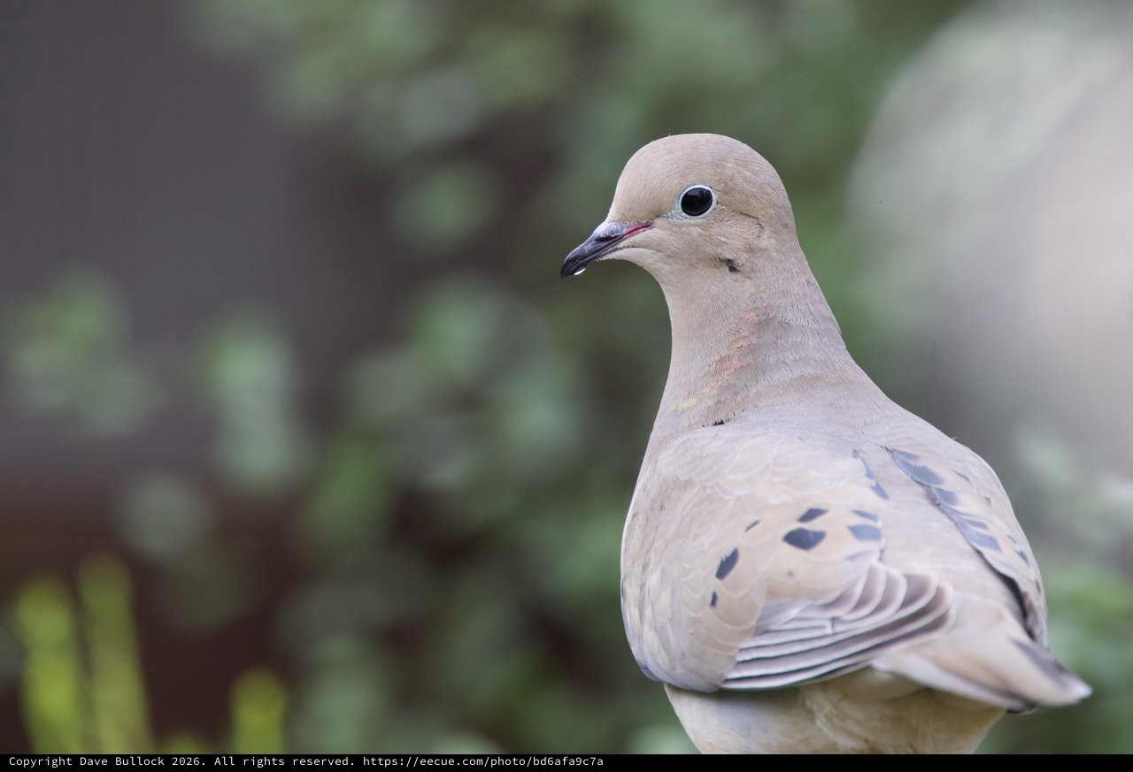 Mourning Dove Portrait in Soft Natural Light