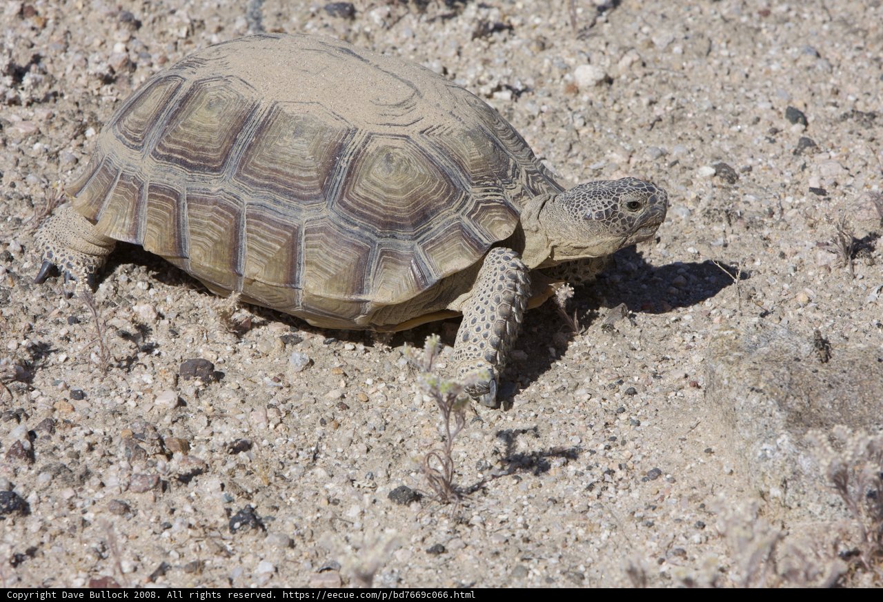 Desert Turtle Trek