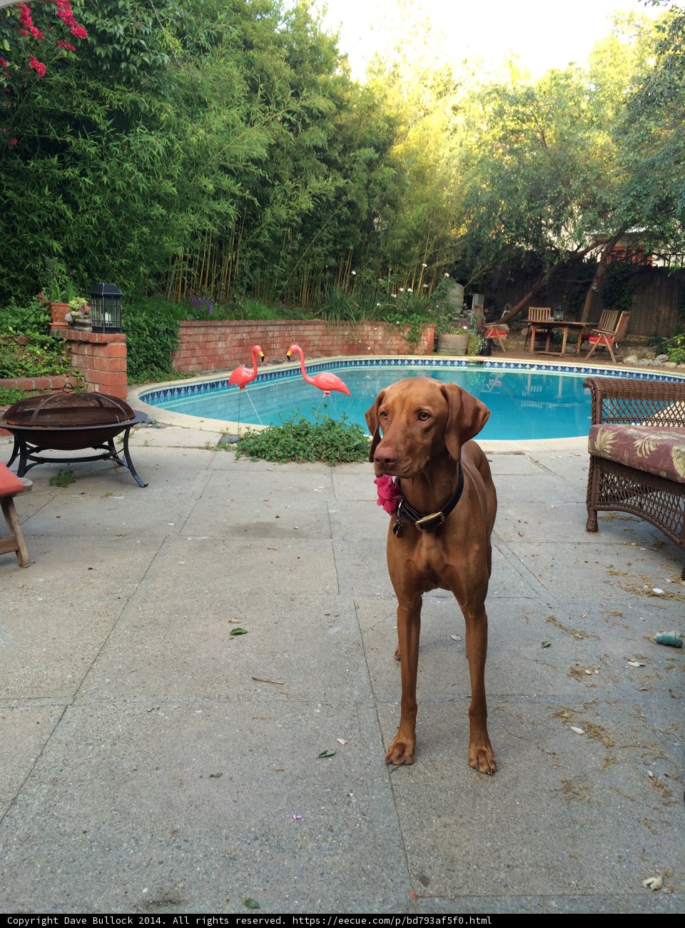 Pool Pup in Paradise 