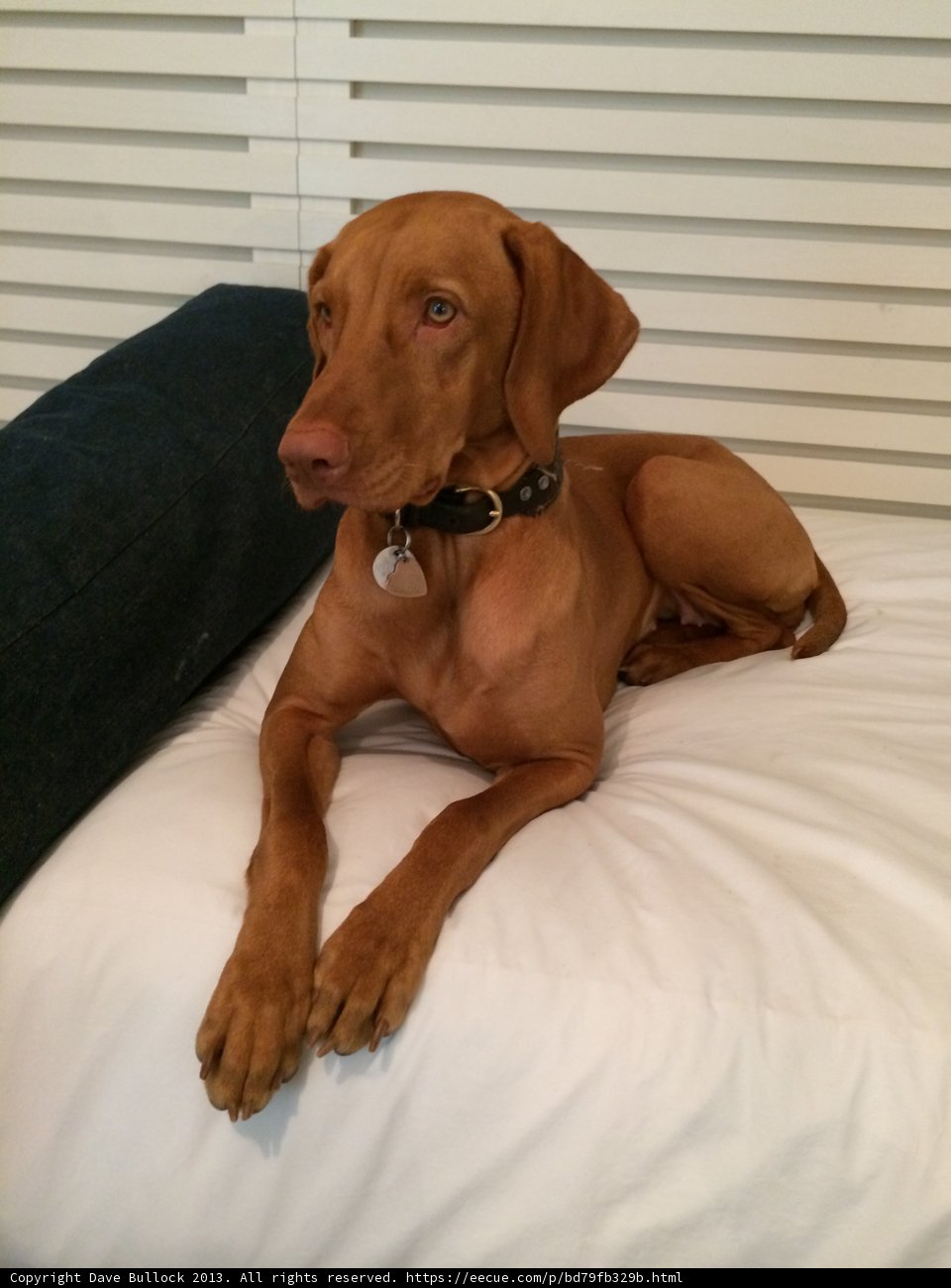 Furry Friend on the Bed