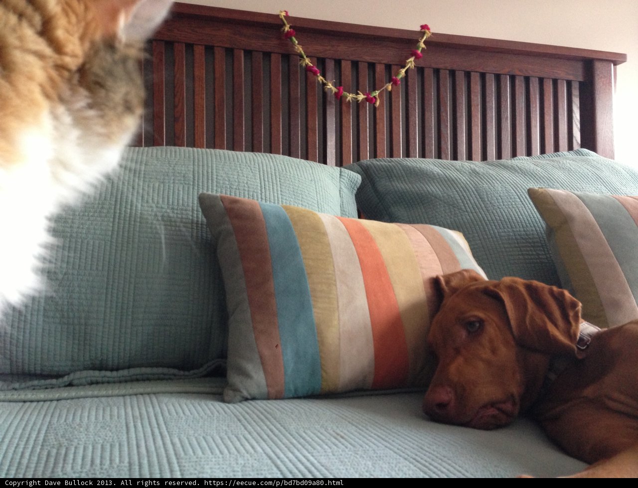 Canine Comfort